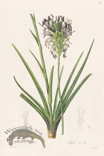 Les Liliacees Redoute 485